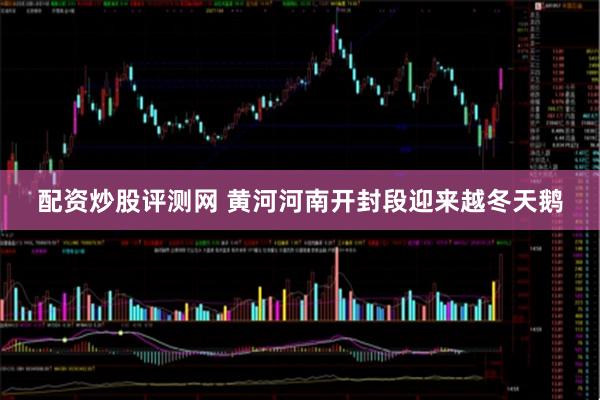 配资炒股评测网 黄河河南开封段迎来越冬天鹅